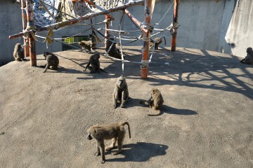 アヌビスヒヒ アヌビスヒヒ