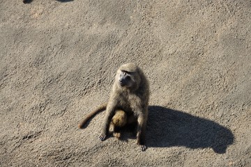 アヌビスヒヒ アヌビスヒヒ