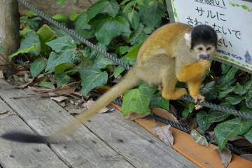 リスザル リスザル