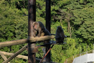 ヤクニホンザル ヤクニホンザル