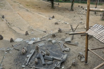 ヤクニホンザル ヤクニホンザル