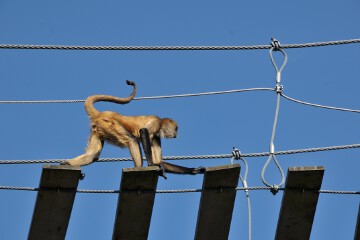 ジェフロイクモザル ジェフロイクモザル