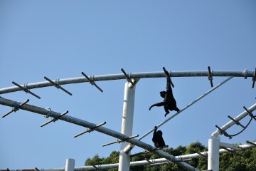 フクロテナガザル フクロテナガザル