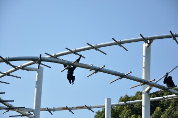 フクロテナガザル フクロテナガザル