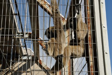 シロテテナガザル シロテテナガザル