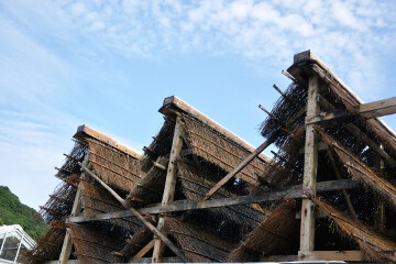 流下式枝条架塩田 流下式枝条架塩田