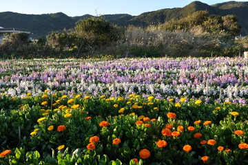 ストックとキンセンカ 花畑