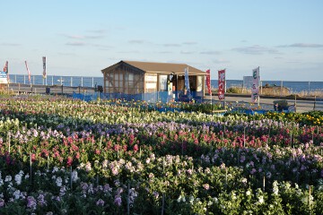 海と花畑 花畑