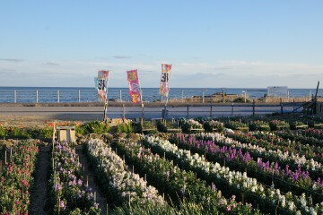 海と花畑 花畑