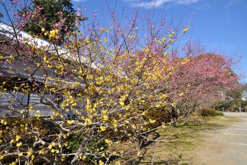 梅と蝋梅 梅と蝋梅