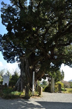 ビャクシンの木 ビャクシンの木