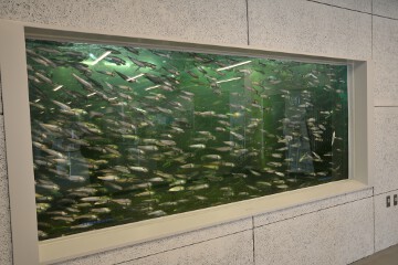 いわし展示