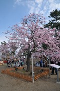 しらこ桜