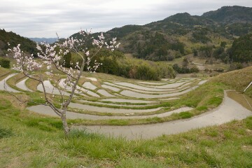 千枚田