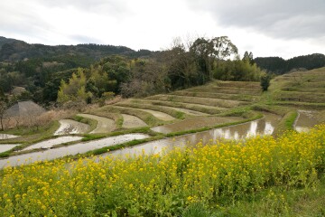 千枚田 千枚田