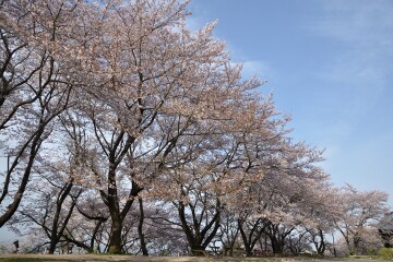 満開の桜