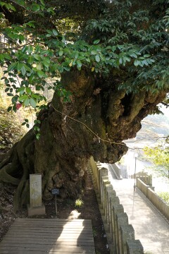 宿椎