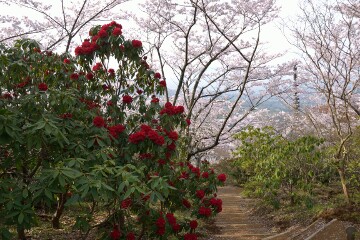 西洋シャクナゲ