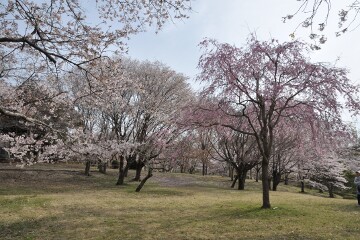 桜