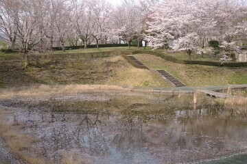 水面に花びらを浮かべた池