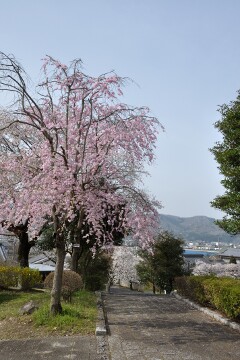 公園入口付近の桜