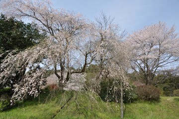 しだれ桜
