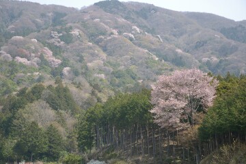 高峯のヤマザクラ