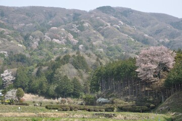 高峯のヤマザクラ