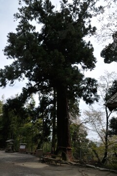 ご神木""