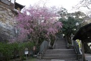 石段としだれ桜