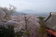 桜と筑波山