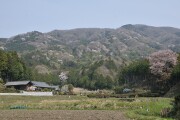 高峯のヤマザクラ