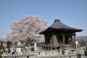 桜と阿弥陀堂