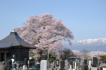 桜と朝日連峰