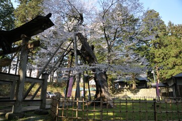 八乙女種まきザクラ