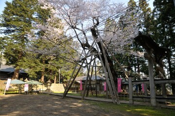 八乙女種まきザクラ