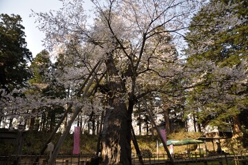 八乙女種まきザクラ