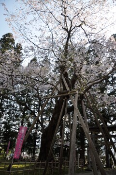 八乙女種まきザクラ