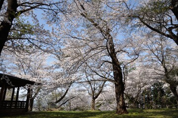 満開のサクラ