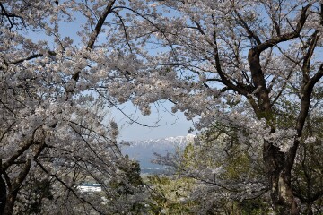 桜と朝日連峰