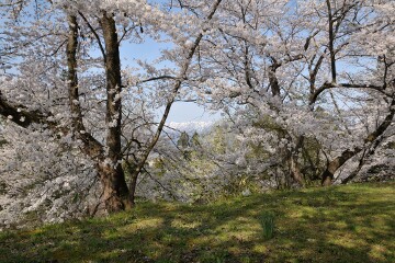 桜と朝日連峰