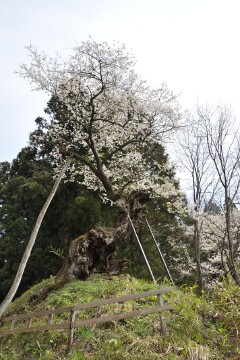 赤坂の薬師ザクラ