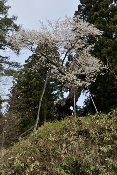 赤坂の薬師ザクラ