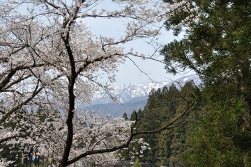 桜と朝日連峰