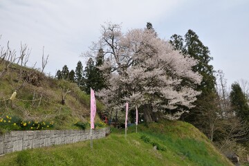 子守堂のサクラ