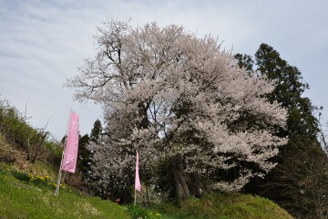 子守堂のサクラ
