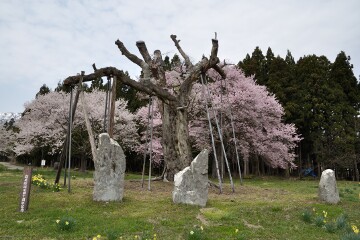 釜の越桜