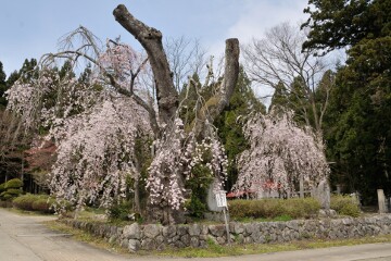 白兎のしだれザクラ