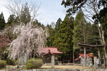 若い枝垂れ桜
