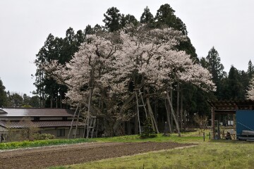 草岡の大明神ザクラ